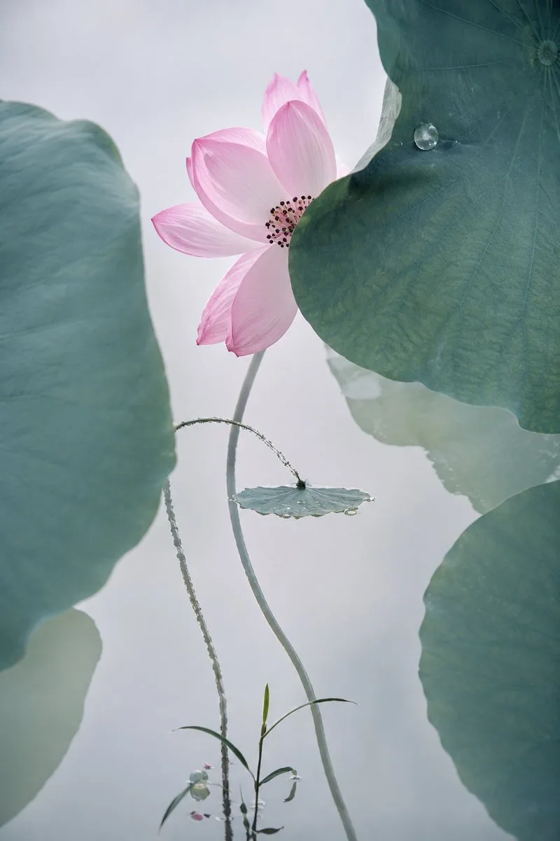 Cinematic Lotus Ancient Painting — GPT Image 2 AI image prompt